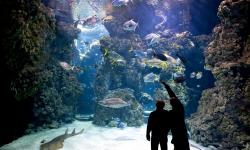 Gagnez vos 4 places pour le Seaquarium au Grau-du-Roi !