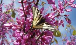 Gagnez vos places au Parc Aoubré pour le Jardin des papillons !
