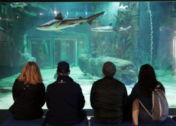 Gagnez vos places pour le Seaquarium au Grau-du-Roi !