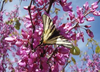 Gagnez vos places au Parc Aoubré pour le Jardin des papillons !
