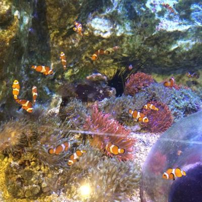 SEAQUARIUM